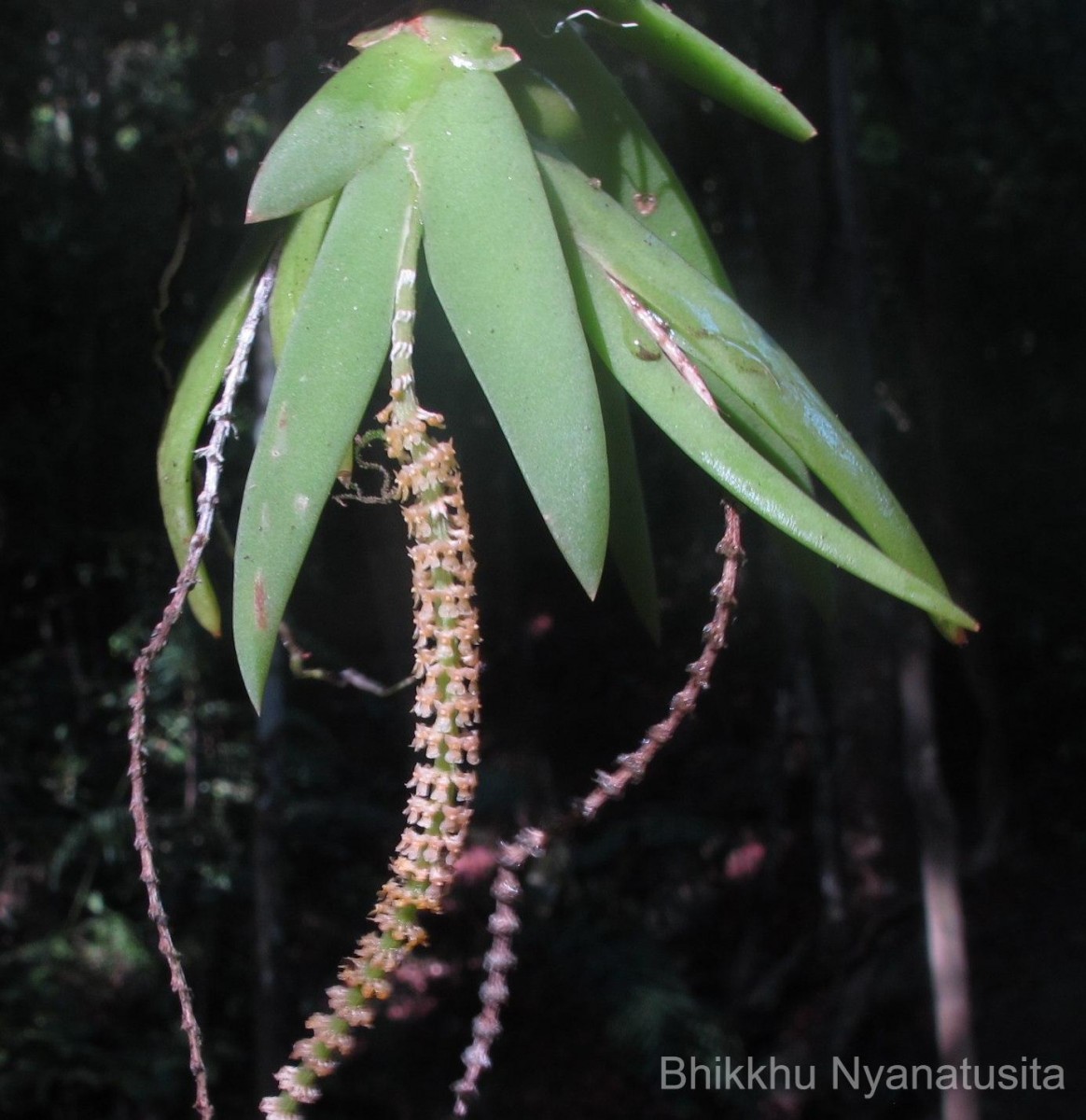 Oberonia thwaitesii Hook.f.